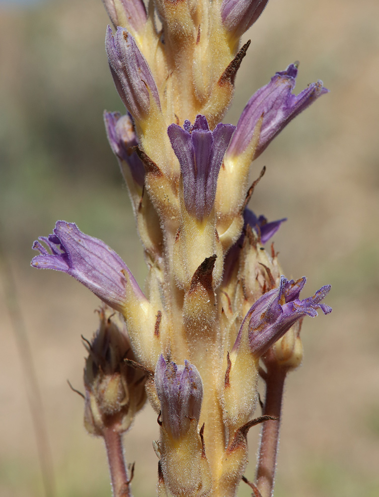 Image of Phelipanche arenaria specimen.