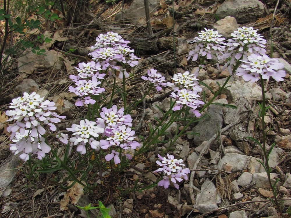 Image of Iberis simplex specimen.