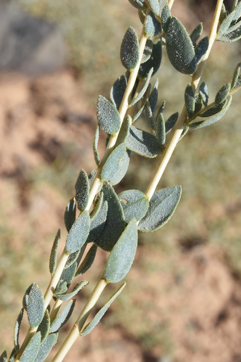 Image of Reaumuria turkestanica specimen.