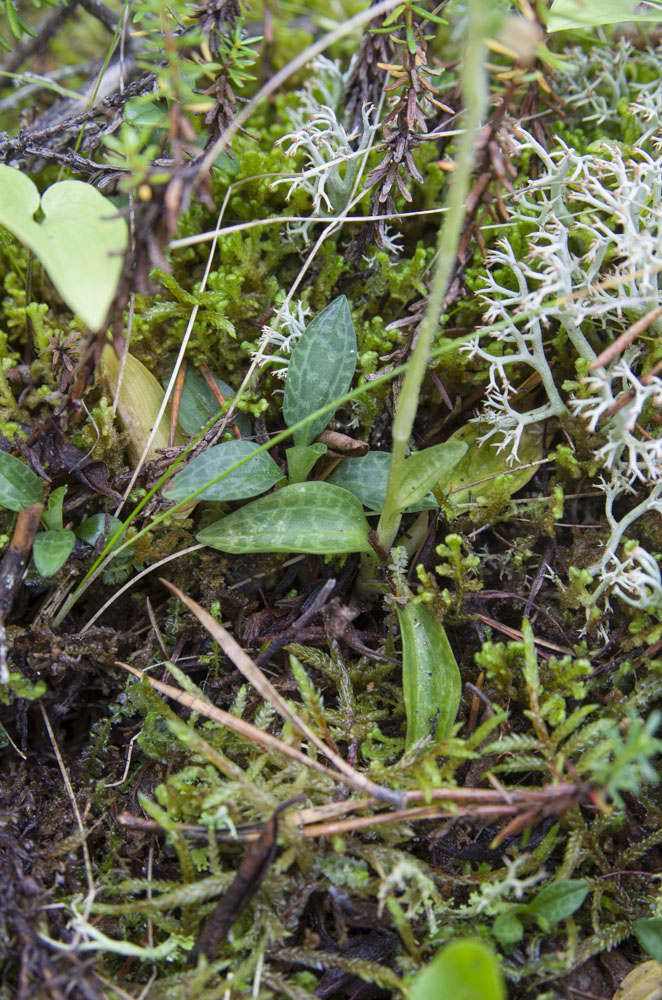 Изображение особи Goodyera repens.