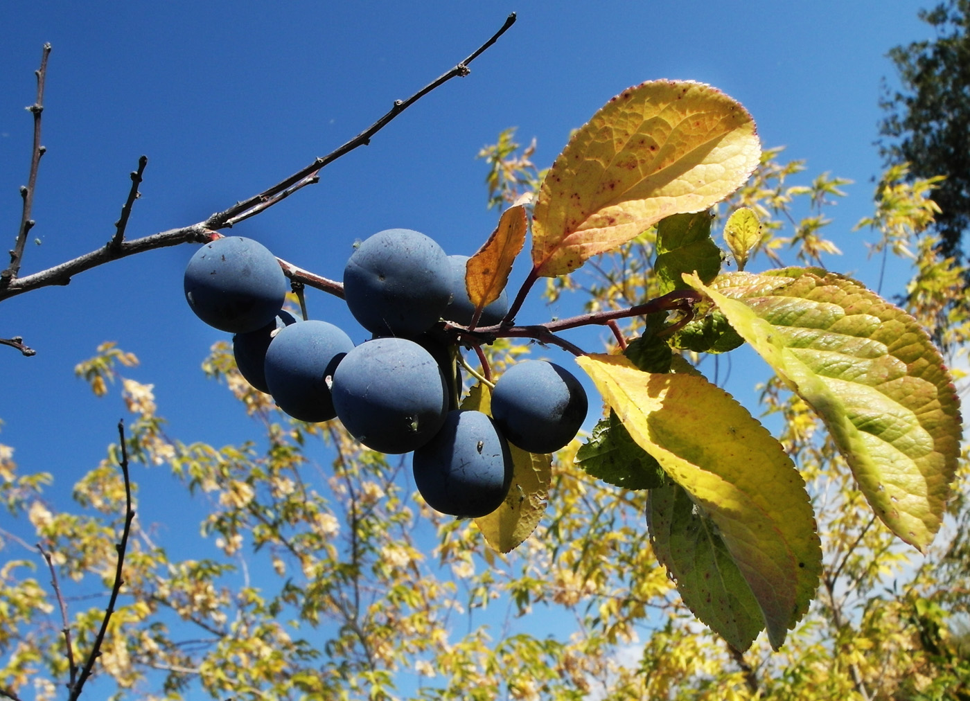 Изображение особи Prunus spinosa.