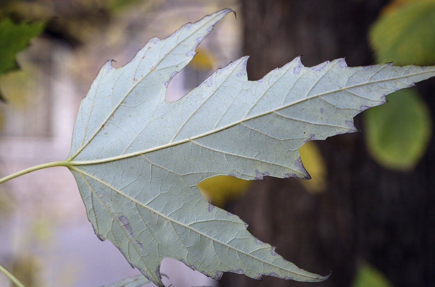 Image of Acer saccharinum specimen.