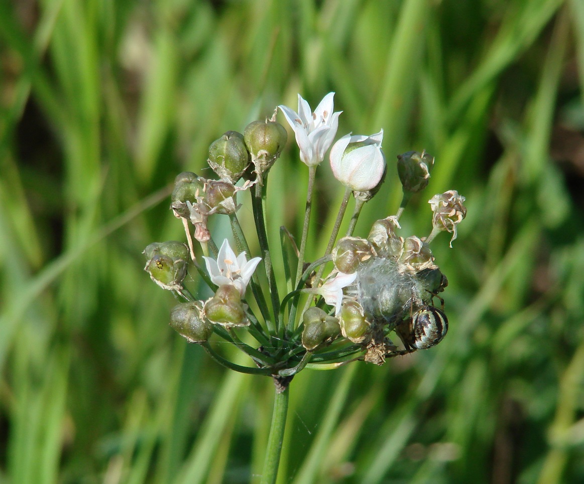 Image of Allium ramosum specimen.