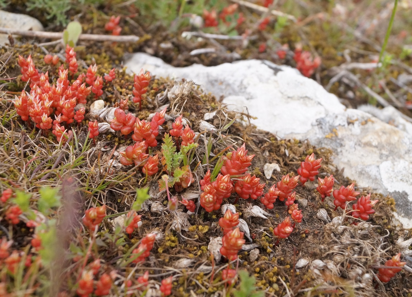 Image of Sedum cespitosum specimen.