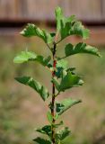 genus Crataegus. Верхушка ветви. Московская обл., Сергиево-Посадский р-н, долина р. Пажа, с. Радонеж, в культуре. 25.08.2021.