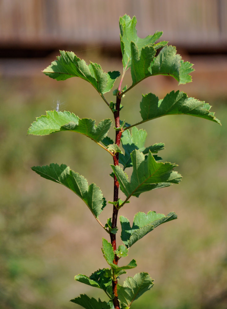 Image of genus Crataegus specimen.