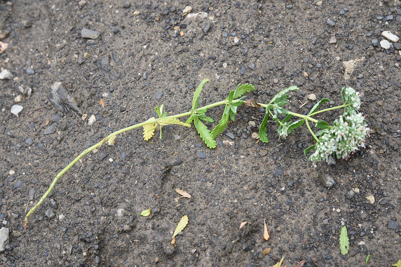 Изображение особи Teucrium capitatum.