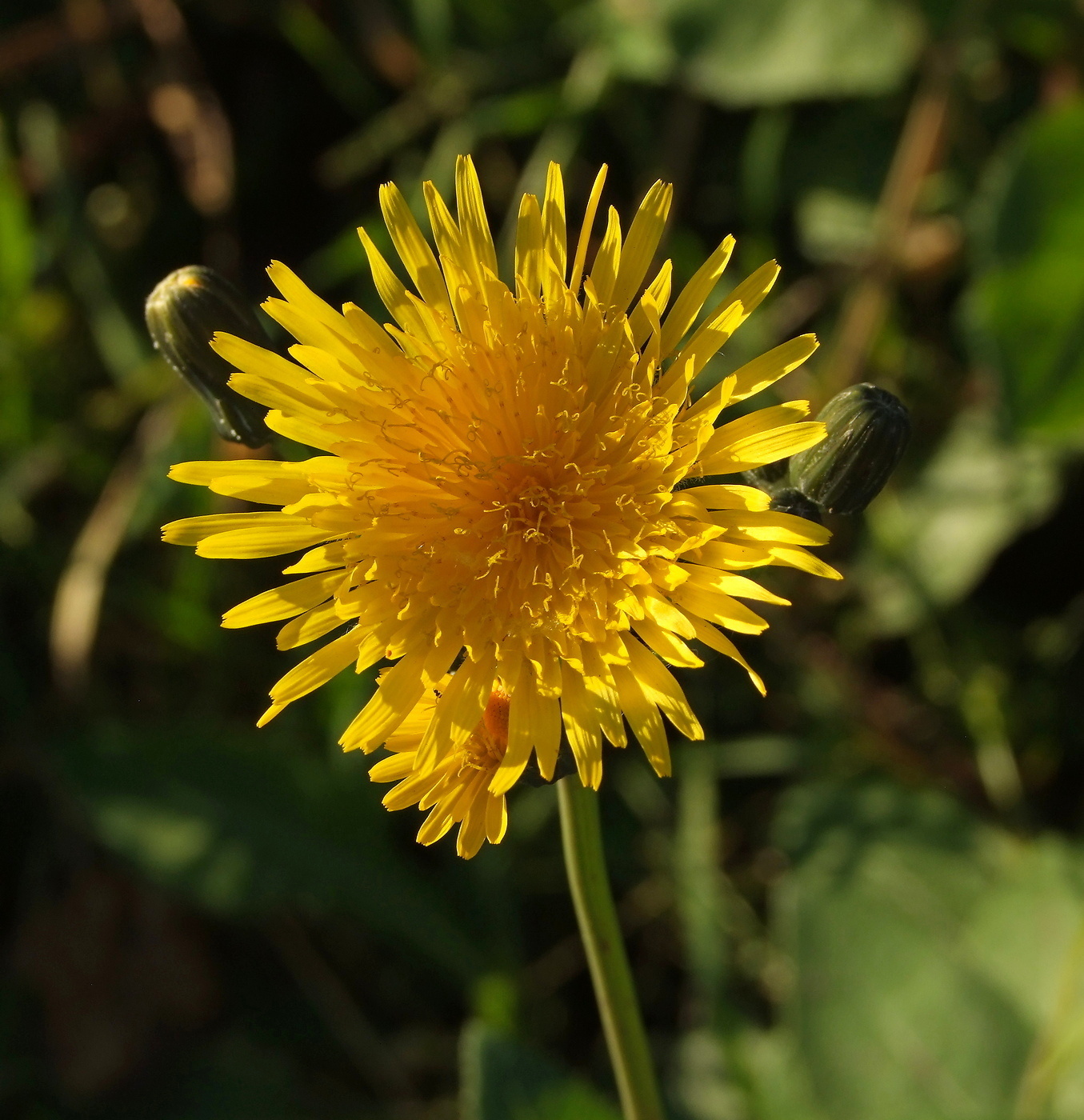 Изображение особи Sonchus arvensis.