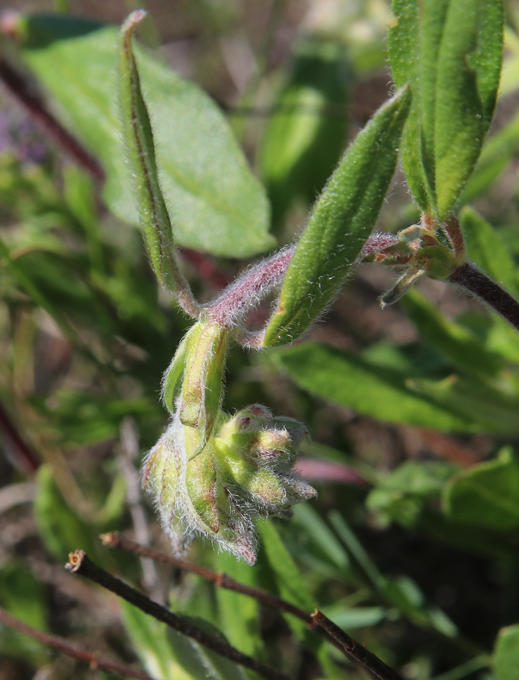 Image of Helianthemum nummularium specimen.