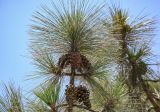 Pinus canariensis. Верхушка ветви с шишками. Египет, мухафаза Александрия, г. Александрия. 02.05.2023.