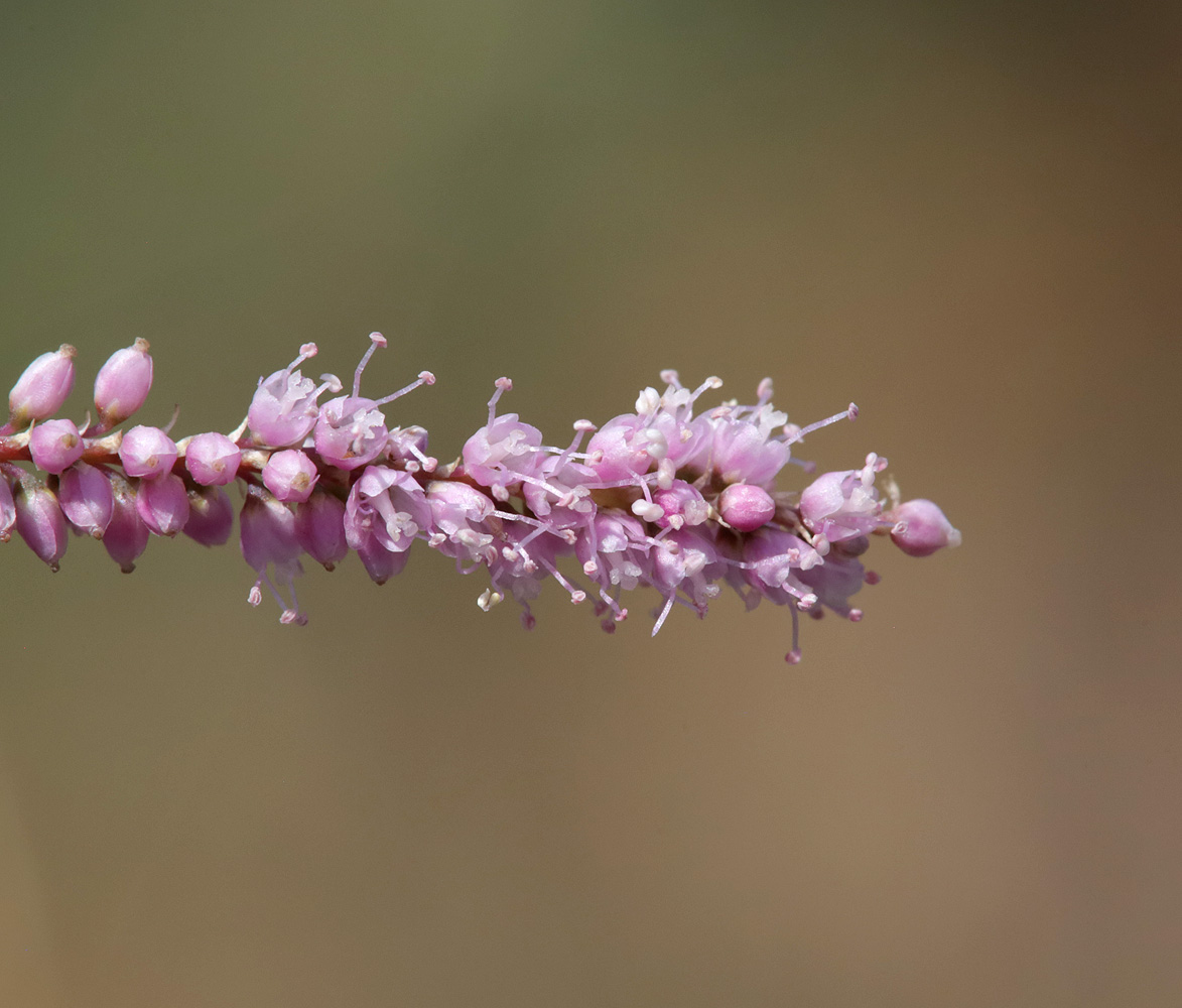 Image of Tamarix ramosissima specimen.