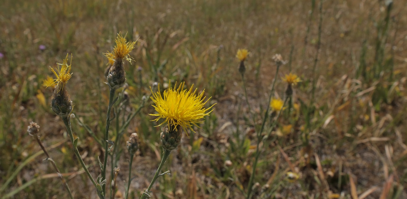 Изображение особи Chartolepis intermedia.