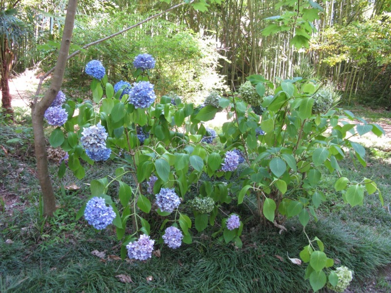 Image of Hydrangea macrophylla specimen.