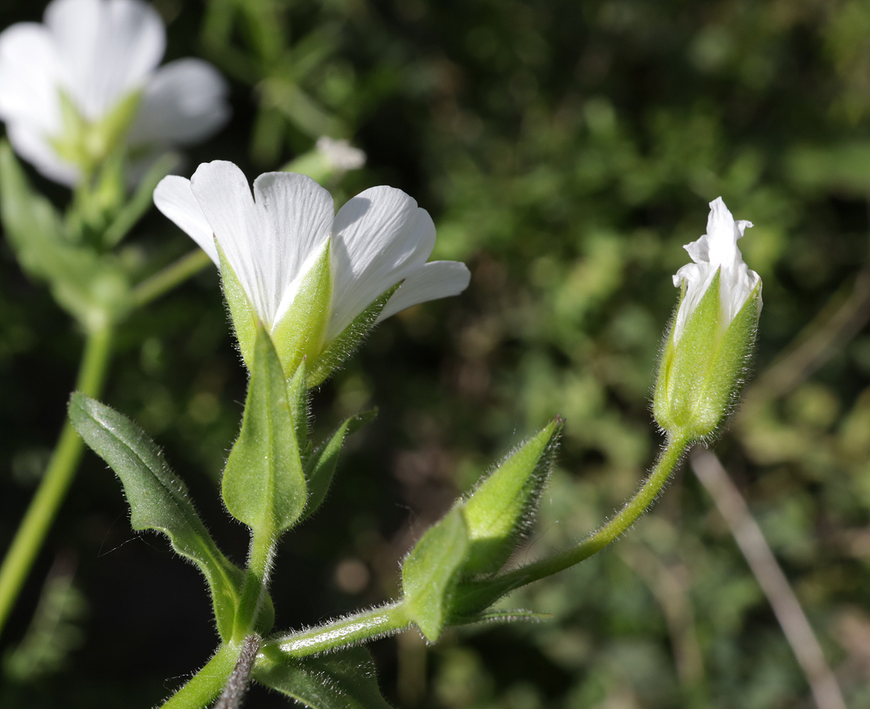 Image of Cerastium nemorale specimen.