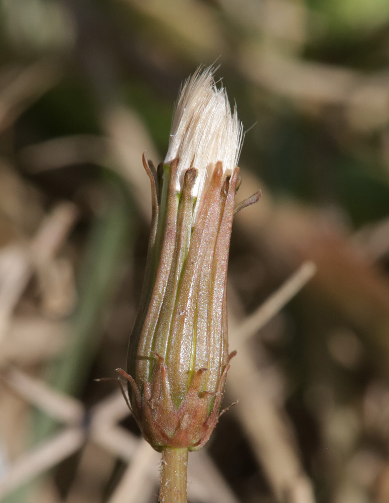 Изображение особи Taraxacum bessarabicum.