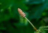 Equisetum sylvaticum. Стробил. Хакасия, Орджоникидзевский р-н, верховья р. Правая Сарала, подножие лугового склона, берег реки. 08.06.2022.