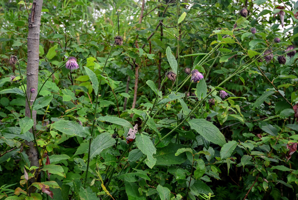 Изображение особи Cirsium weyrichii.