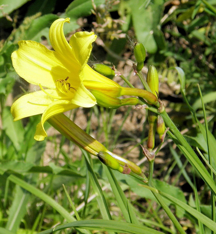 Image of Hemerocallis lilio-asphodelus specimen.