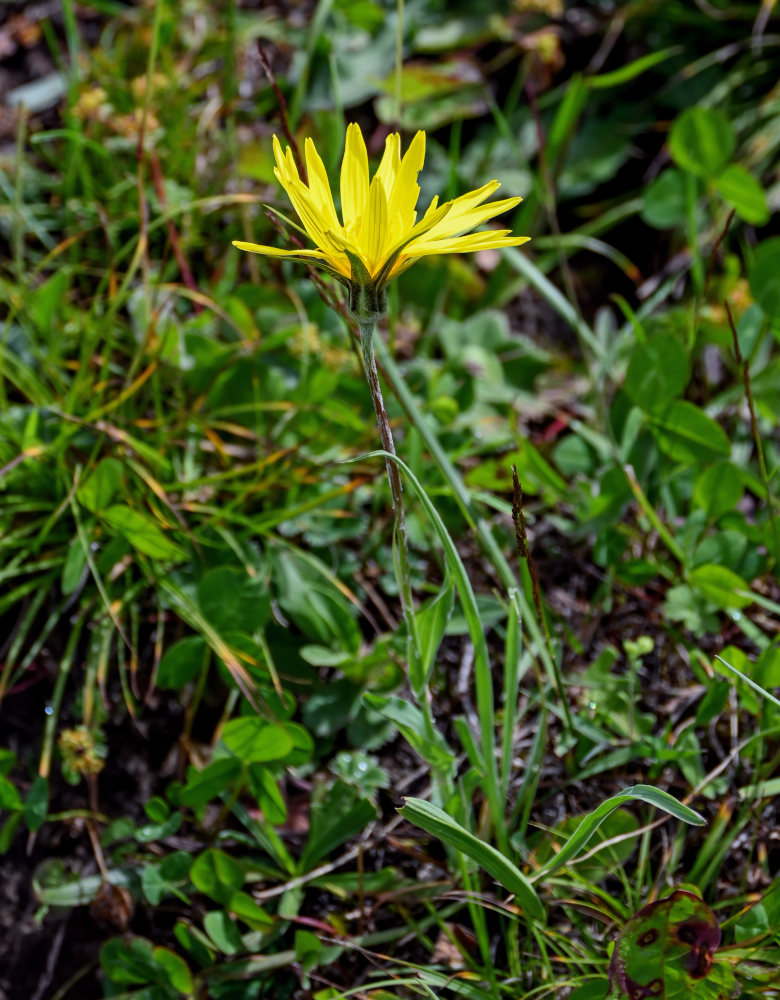 Изображение особи Tragopogon reticulatus.