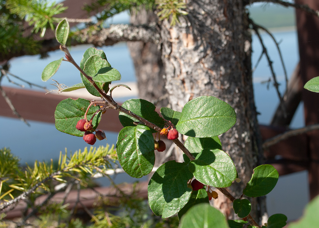 Изображение особи Cotoneaster melanocarpus.