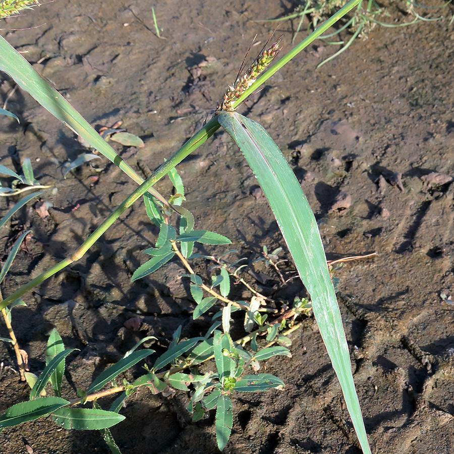 Image of Echinochloa crus-galli specimen.