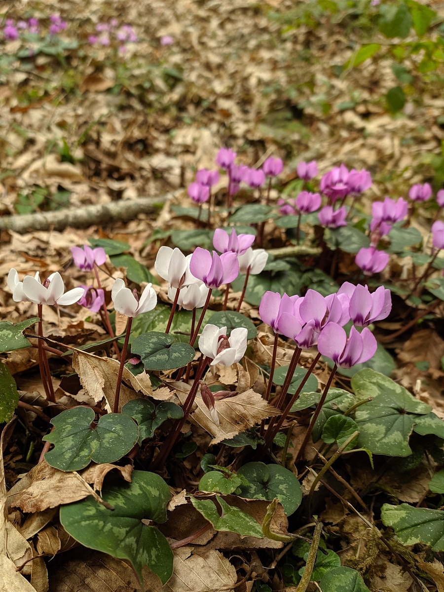 Image of Cyclamen coum specimen.