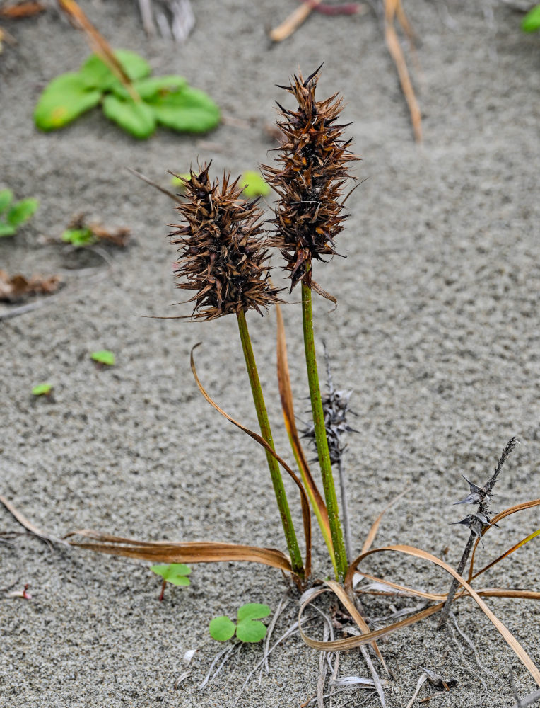 Image of Carex macrocephala specimen.