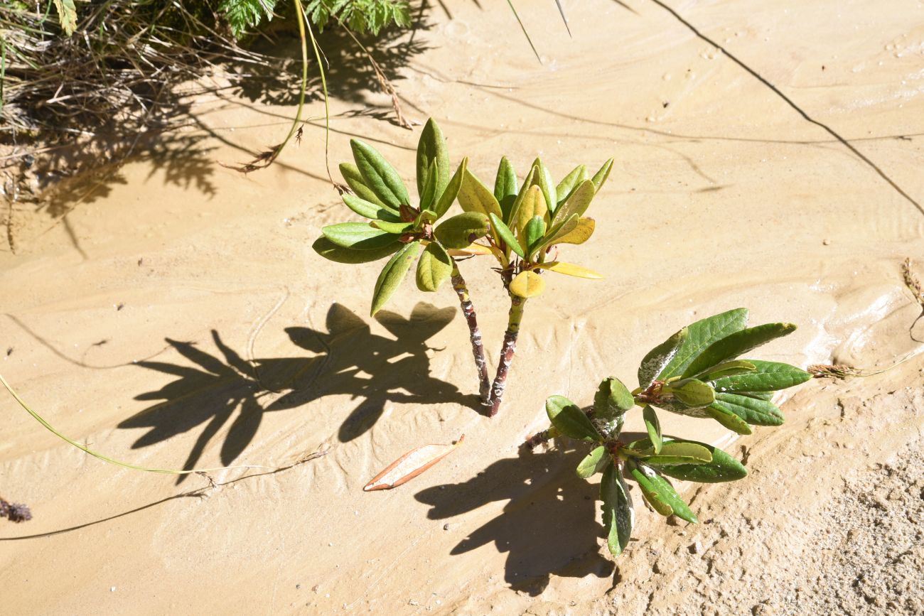 Image of Rhododendron caucasicum specimen.