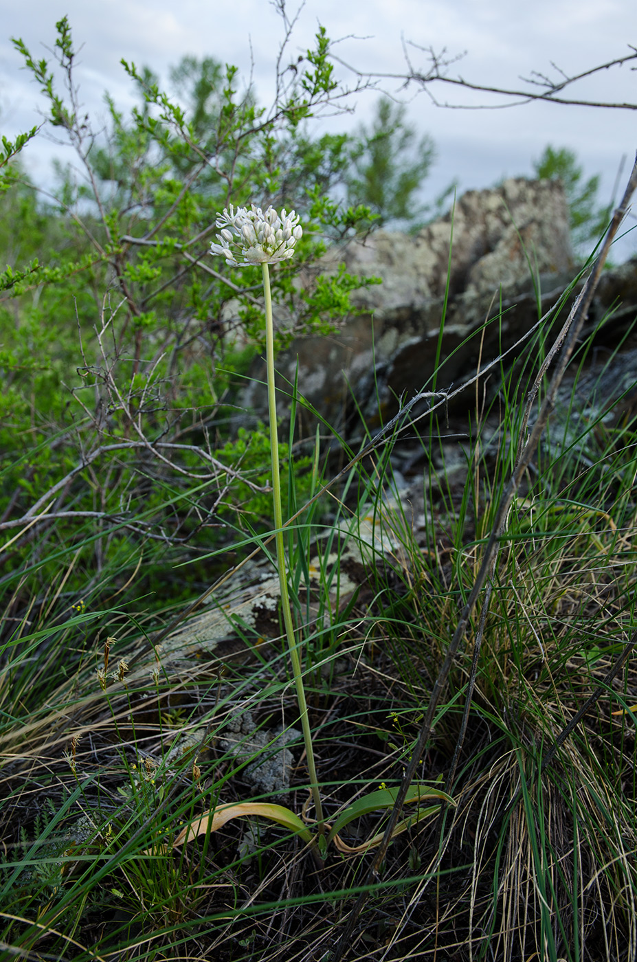 Изображение особи Allium microdictyon.