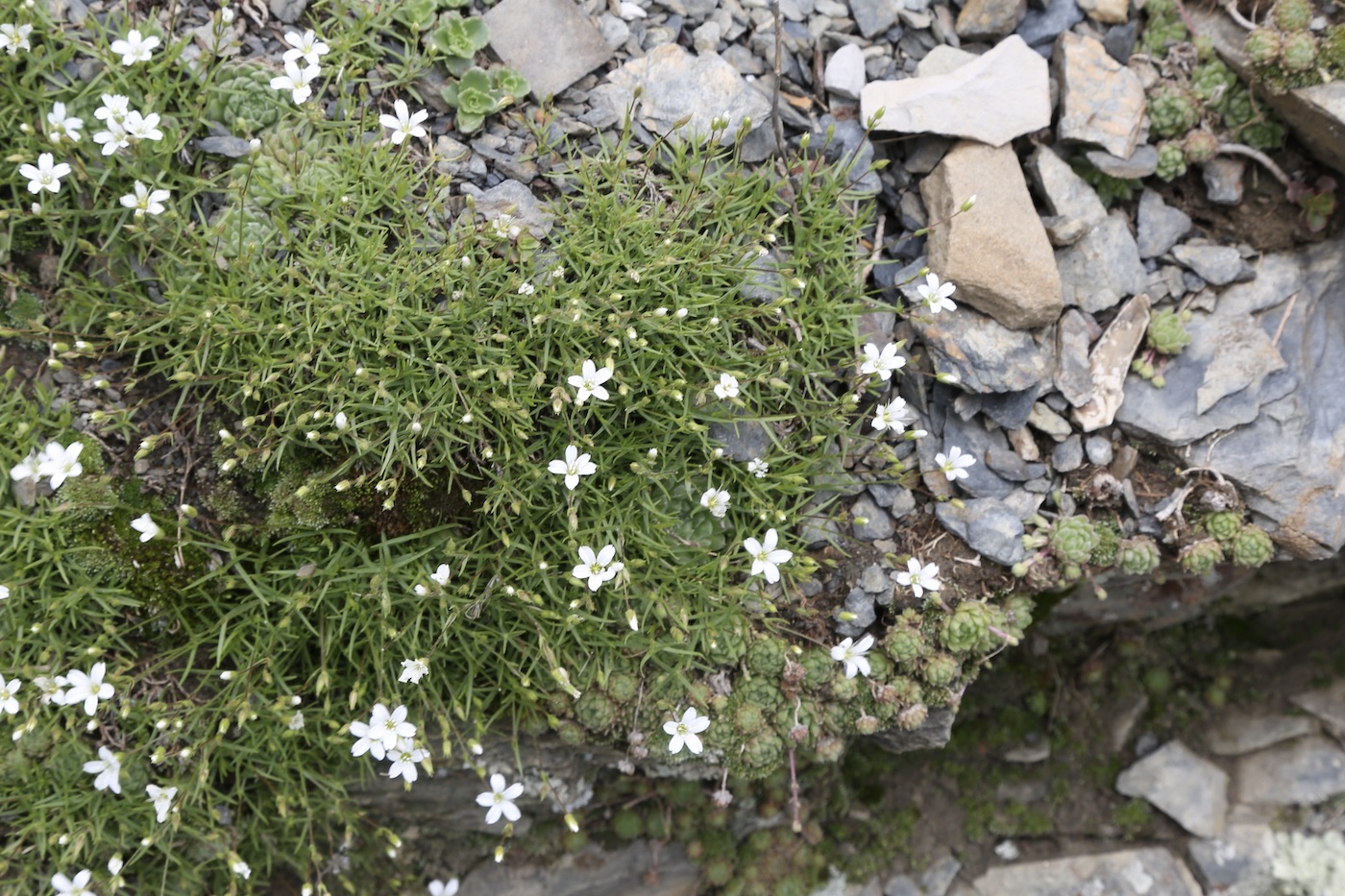 Image of Minuartia biebersteinii specimen.