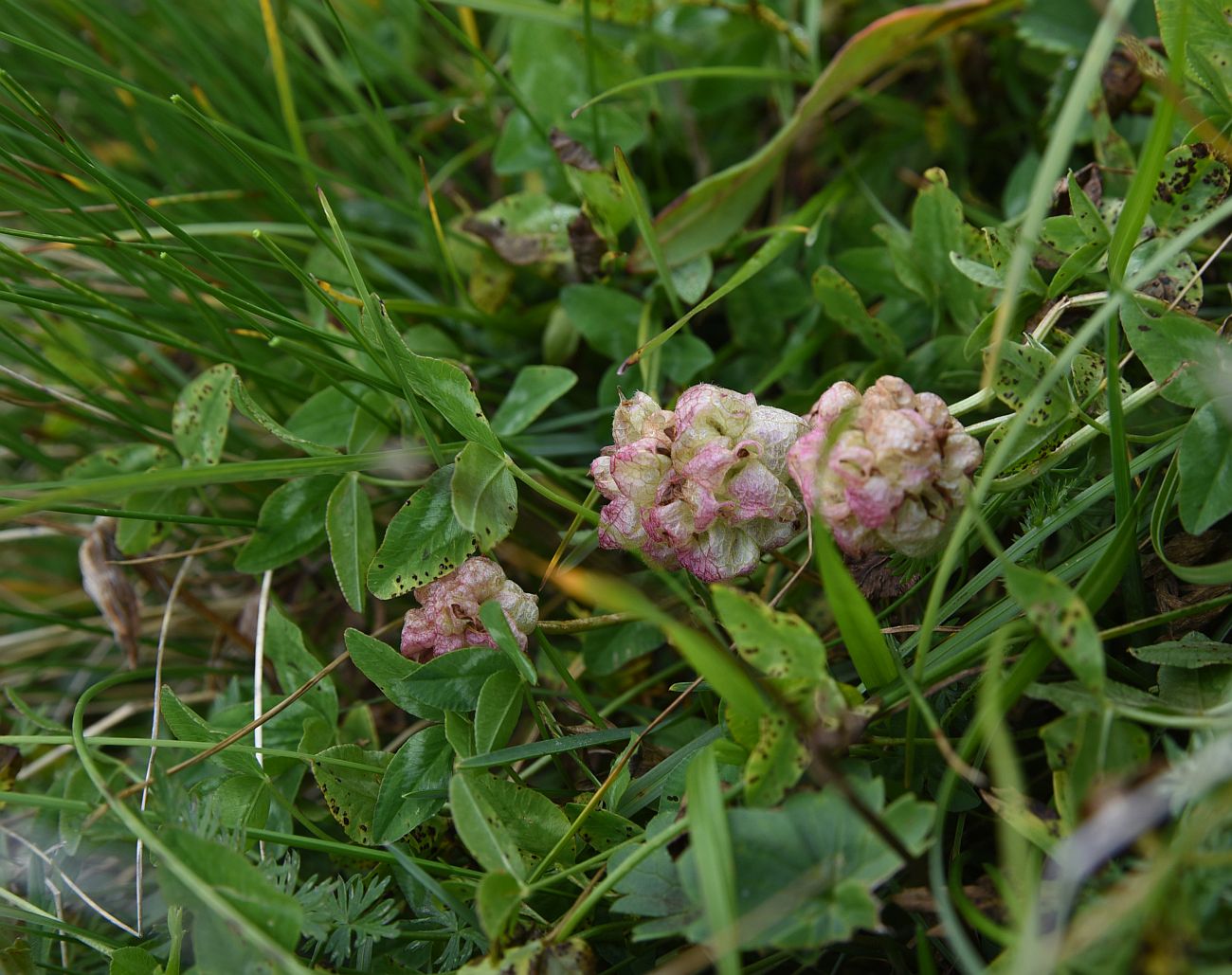 Изображение особи Trifolium raddeanum.