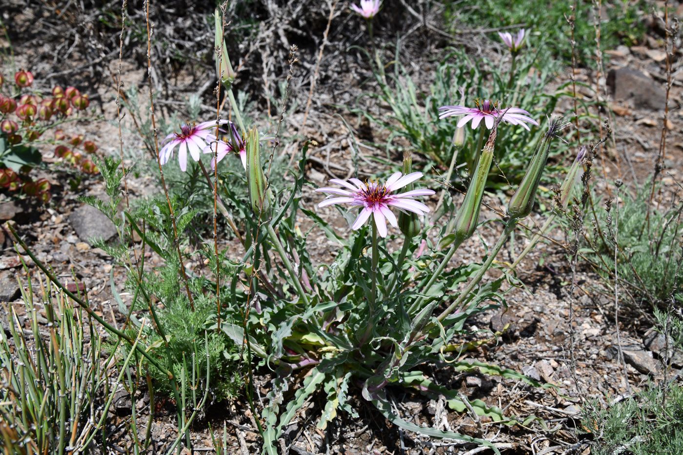 Изображение особи Tragopogon ruber.