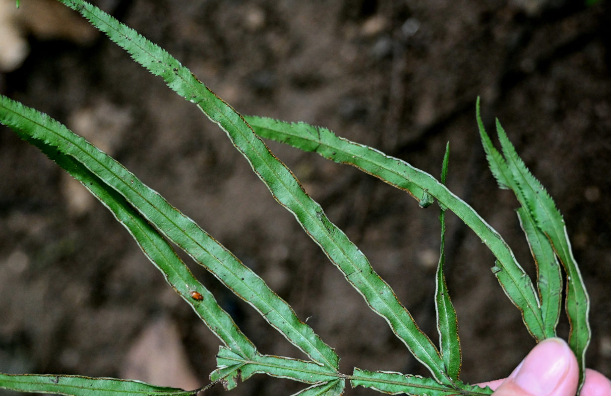 Image of Pteris multifida specimen.