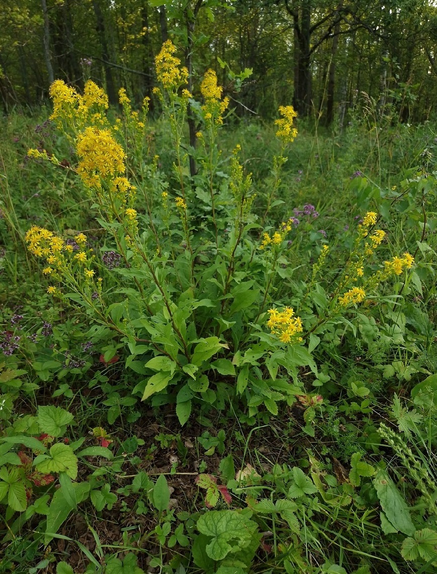 Image of Solidago virgaurea specimen.