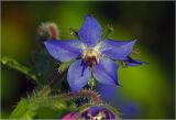 Borago officinalis. Цветок в утренней росе. Московская обл., Раменский р-н, окр. дер. Хрипань, садовый участок. 28.07.2024.