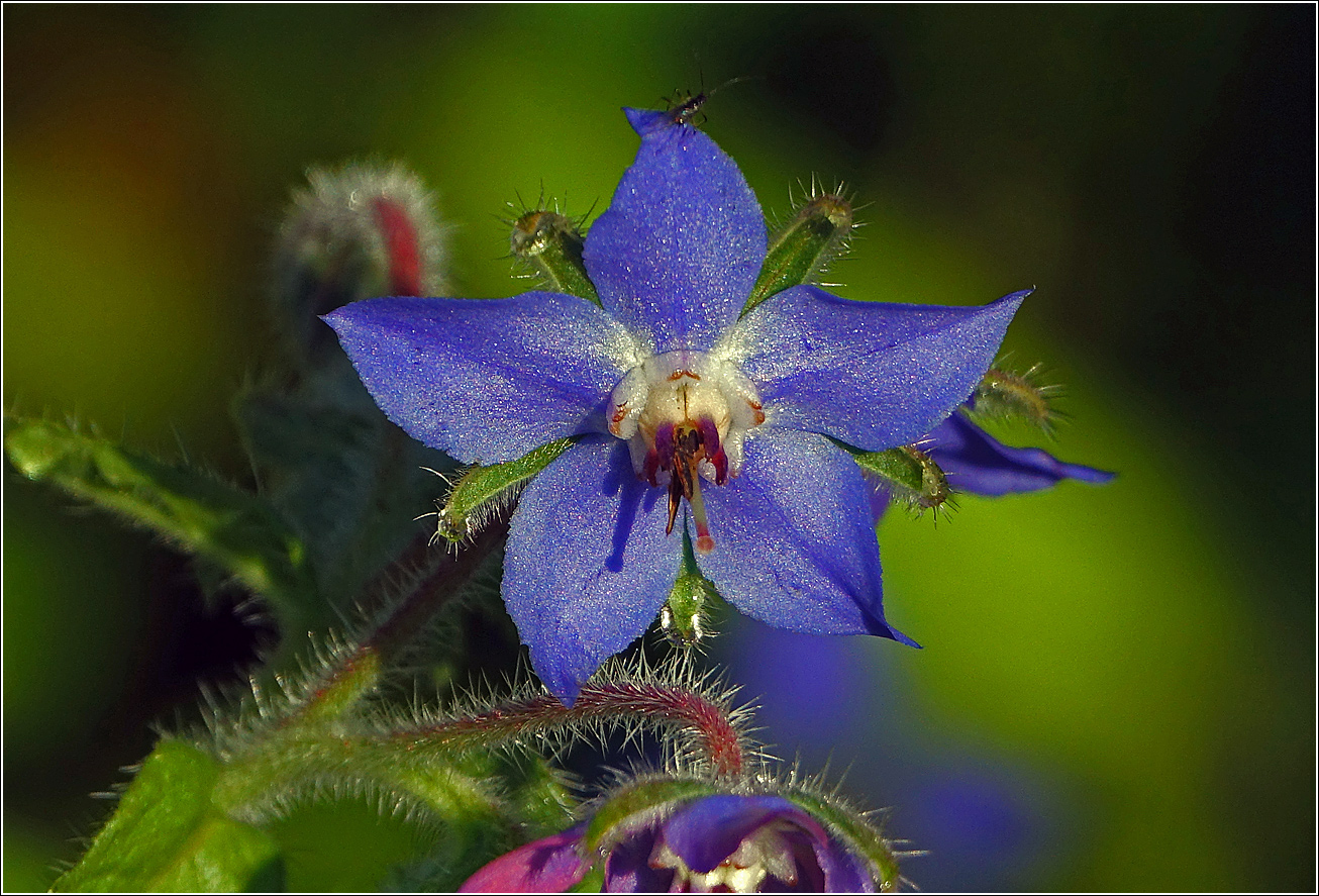 Изображение особи Borago officinalis.