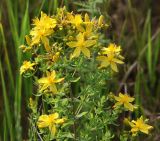 Hypericum perforatum