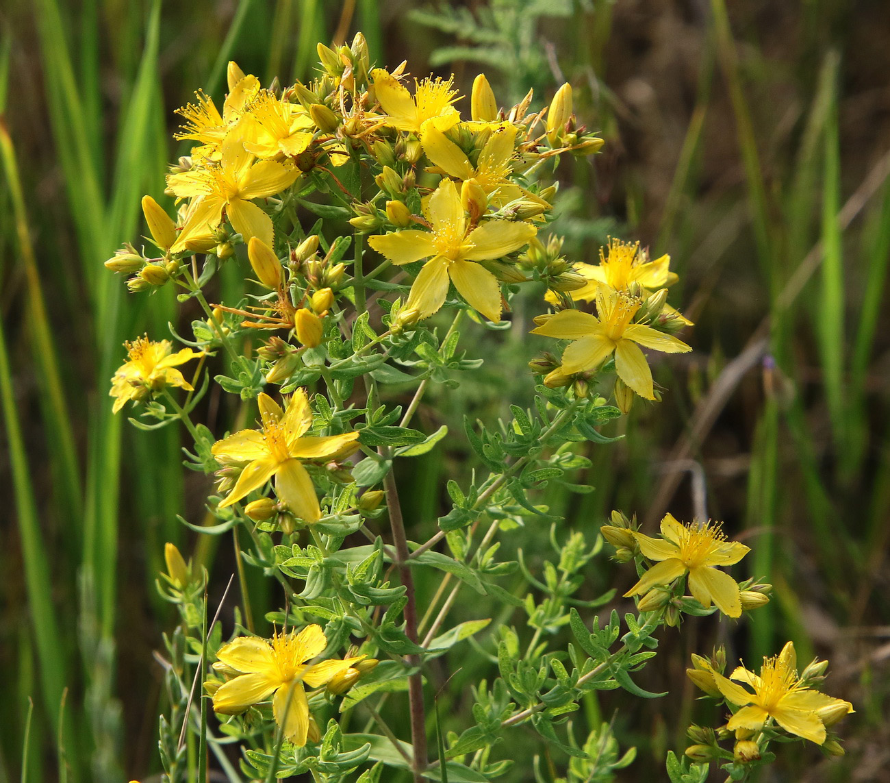 Image of Hypericum perforatum specimen.