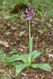 Orchis purpurea. Цветущее растение (высота растения 33 см; длина соцветия 9 см). Республика Крым, г/о Судак, окр. пгт Щебетовка, пойменный лес по дну балки Буран-Таш, выс. 135 м н.у.м. 24 апреля 2024 г.