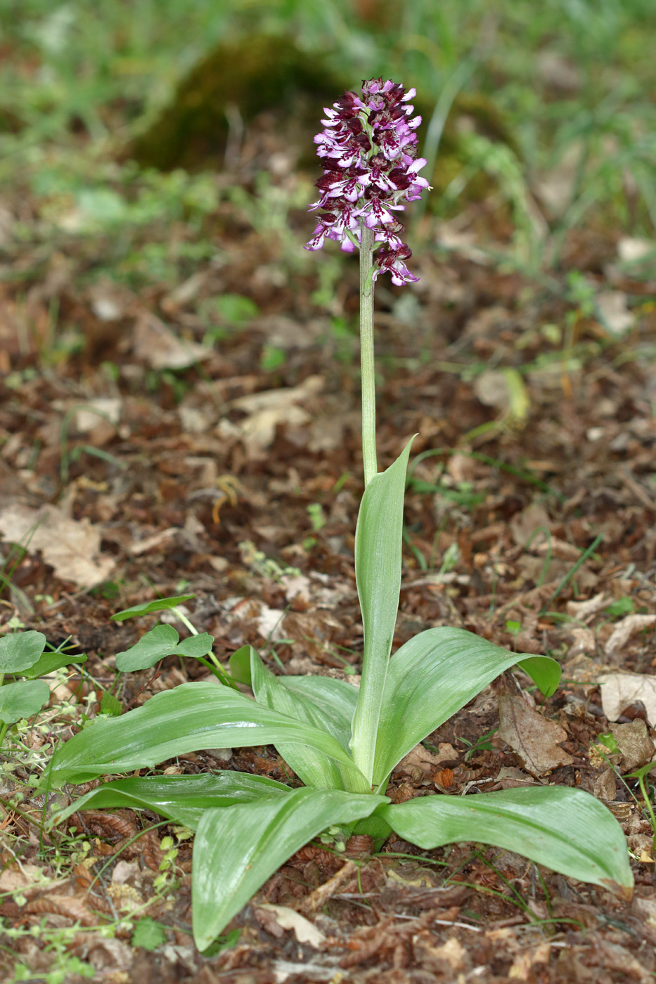 Image of Orchis purpurea specimen.