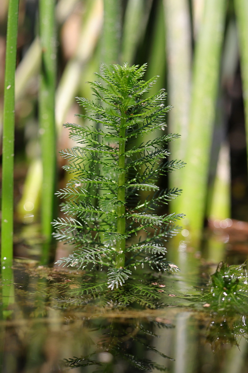 Image of Myriophyllum verticillatum specimen.