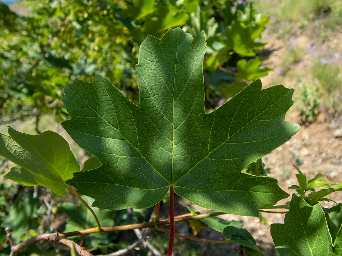 Image of Acer stevenii specimen.