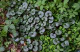 Asarum europaeum. Вегетирующие растения в сообществе с Oxalis acetosella, Urtica dioica и Aegopodium podagraria. Вологодская обл., Вологодский р-н, окр. дер. Кирики-Улита, смешанный лес. 14.07.2024.