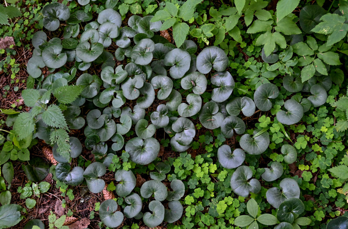 Изображение особи Asarum europaeum.