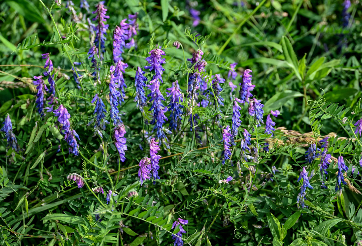 Изображение особи Vicia cracca.