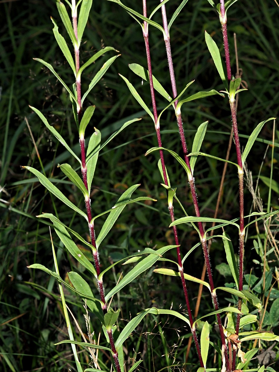 Изображение особи Silene tatarica.