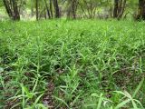 Polygonatum roseum