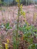 Galium verum. Части веточек с соцветиями соцветий. Крым, Южный Берег, окр. пос. Лесной, луг на косогоре. 26.05.2024.