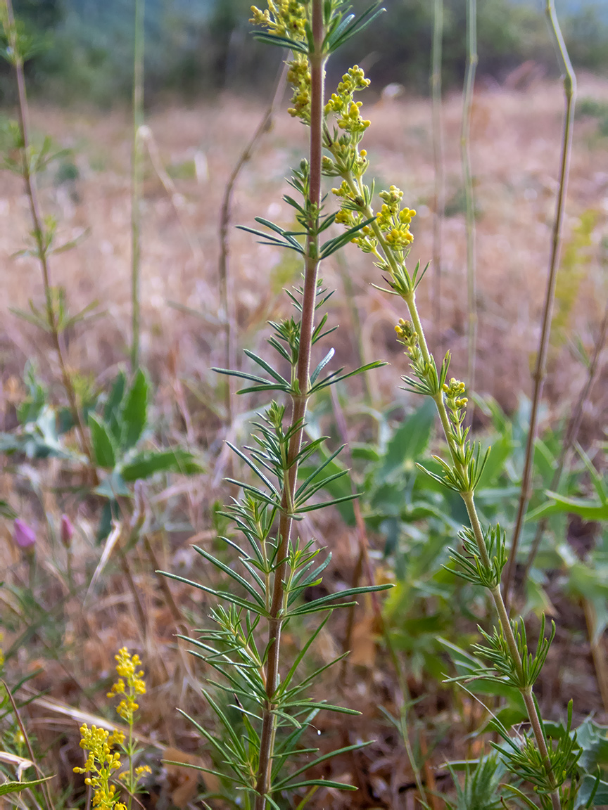 Image of Galium verum specimen.