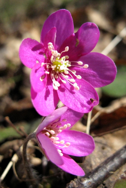 Изображение особи Hepatica nobilis.